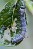 Archips xylosteana